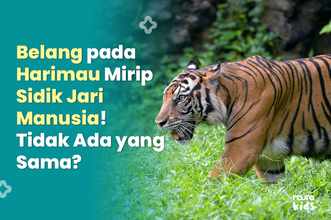 Belang pada Harimau Mirip Sidik Jari Manusia! Tidak ada yang sama?