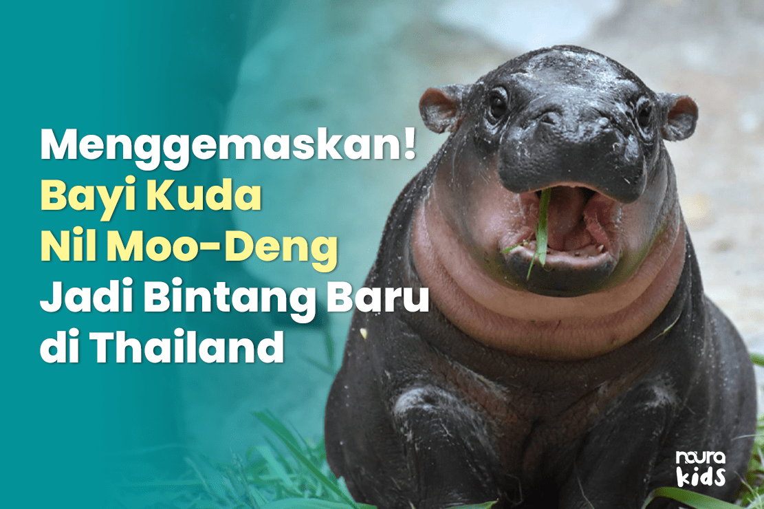Menggemaskan! Bayi Kuda Nil Moo-Deng Jadi Bintang Baru di Thailand
